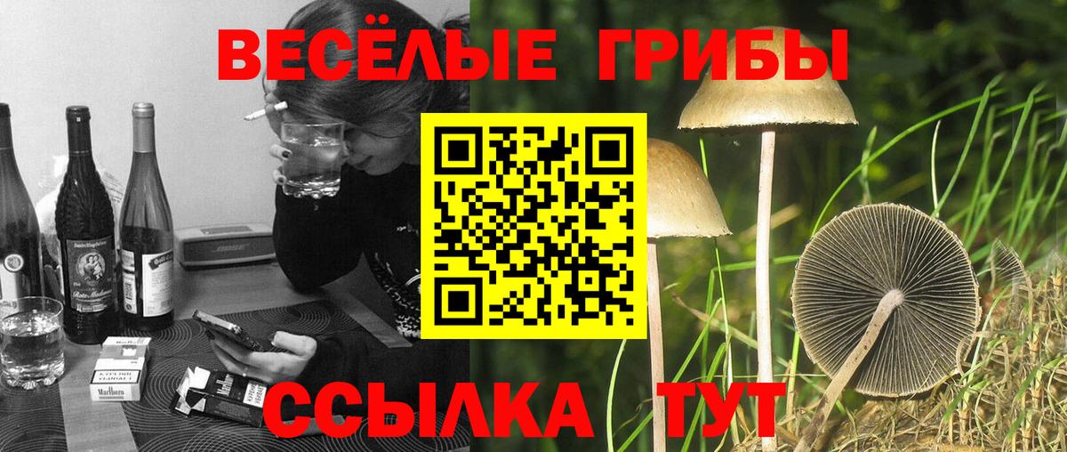 Псилоцибиновые грибы Cubensis Урус-Мартан